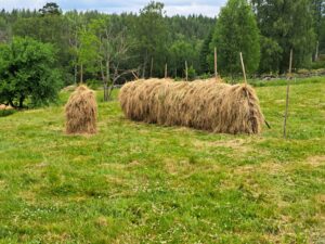 Hässja på Dammsjöås